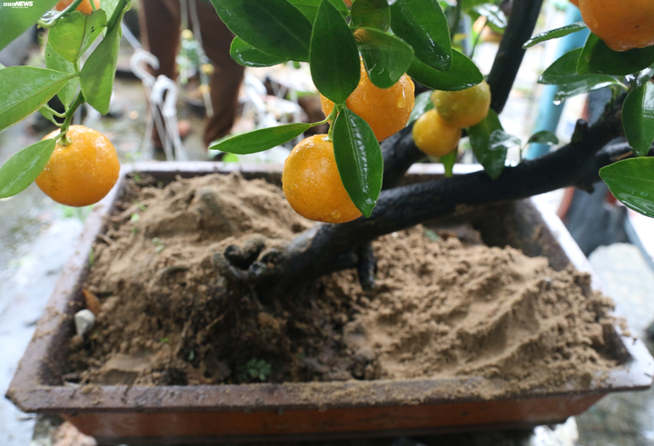 Vườn quất tiểu cảnh trăm triệu của cán bộ phường ở Hội An - 4