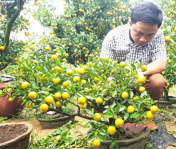 Vườn quất tiểu cảnh trăm triệu của cán bộ phường ở Hội An - 5