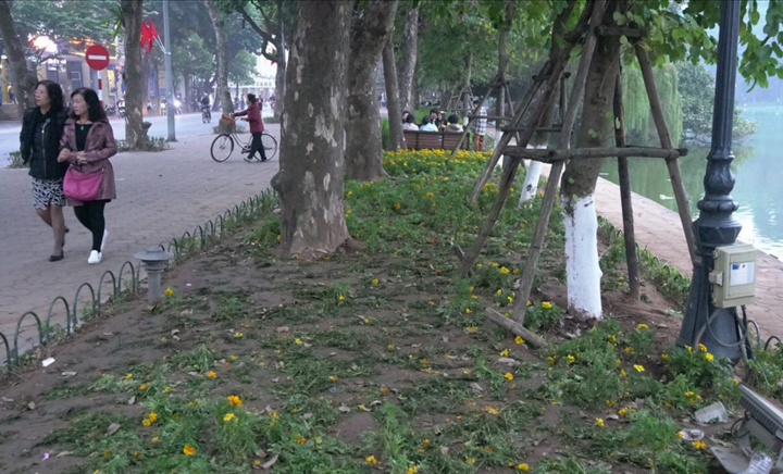 Ảnh: Vườn hoa hồ Hoàn Kiếm tan nát sau đêm giao thừa - 2