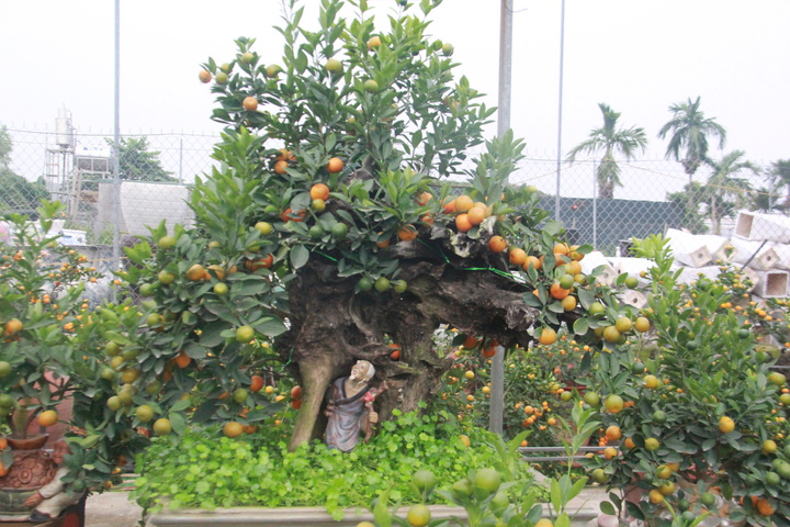 Độc đáo quất ghép gỗ lũa giá chục triệu đồng - 7