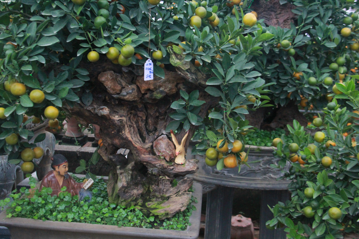 Độc đáo quất ghép gỗ lũa giá chục triệu đồng - 11