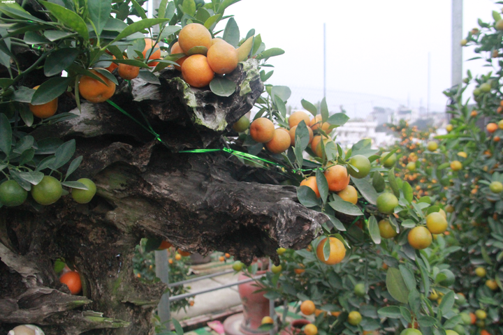 Độc đáo quất ghép gỗ lũa giá chục triệu đồng - 4