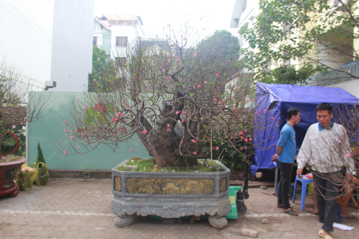 Ảnh: Đào rừng cổ thụ giá thuê cực 'chát' 100 triệu đồng - 1