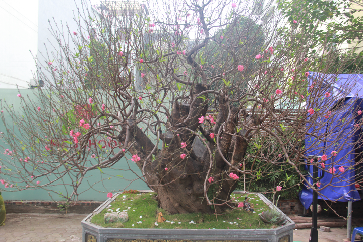 Ảnh: Đào rừng cổ thụ giá thuê cực 'chát' 100 triệu đồng - 2