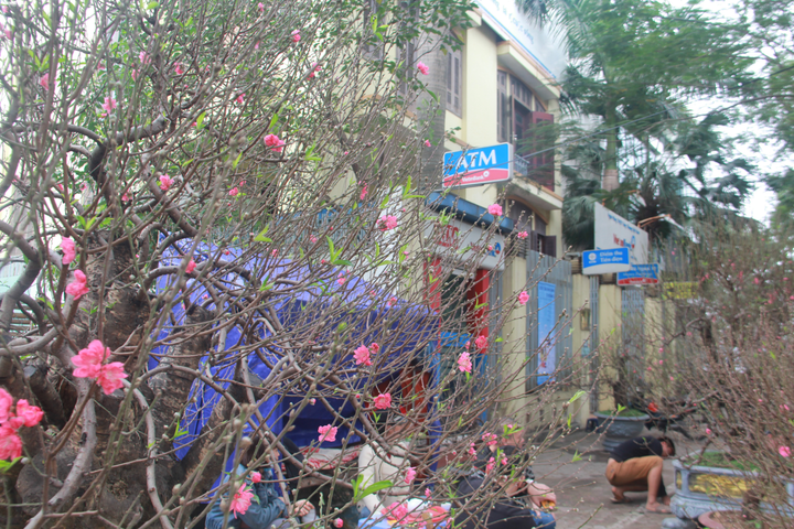 Ảnh: Đào rừng cổ thụ giá thuê cực 'chát' 100 triệu đồng - 9