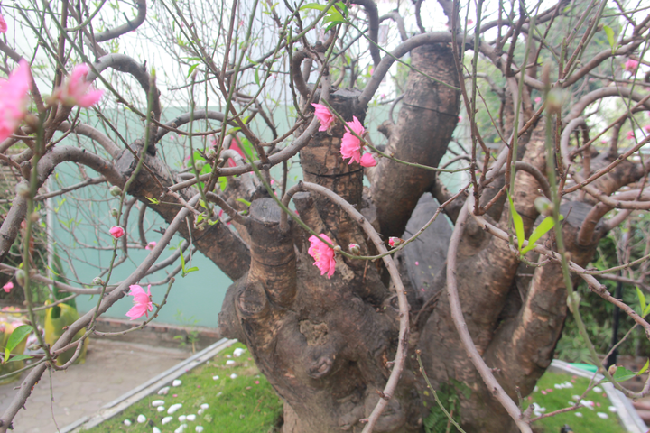 Ảnh: Đào rừng cổ thụ giá thuê cực 'chát' 100 triệu đồng - 4