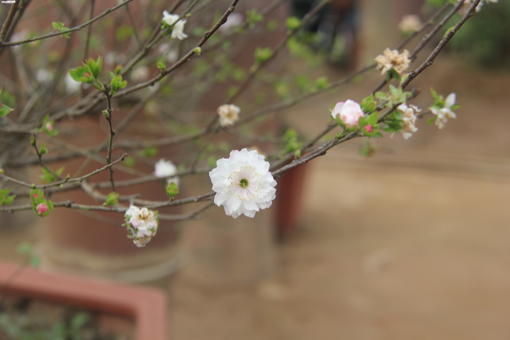 'Đột nhập' vườn nhất chi mai siêu hiếm ở Hà Nội - 9