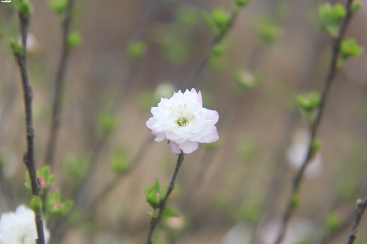 'Đột nhập' vườn nhất chi mai siêu hiếm ở Hà Nội - 6