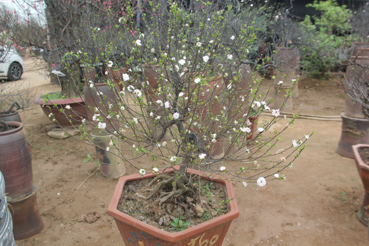 'Đột nhập' vườn nhất chi mai siêu hiếm ở Hà Nội - 4