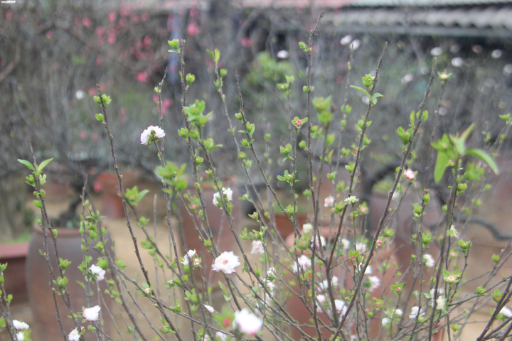 'Đột nhập' vườn nhất chi mai siêu hiếm ở Hà Nội - 3