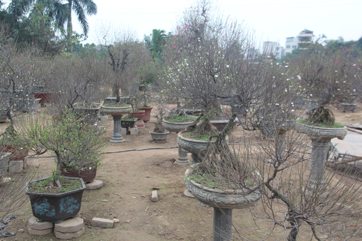 'Đột nhập' vườn nhất chi mai siêu hiếm ở Hà Nội - 11