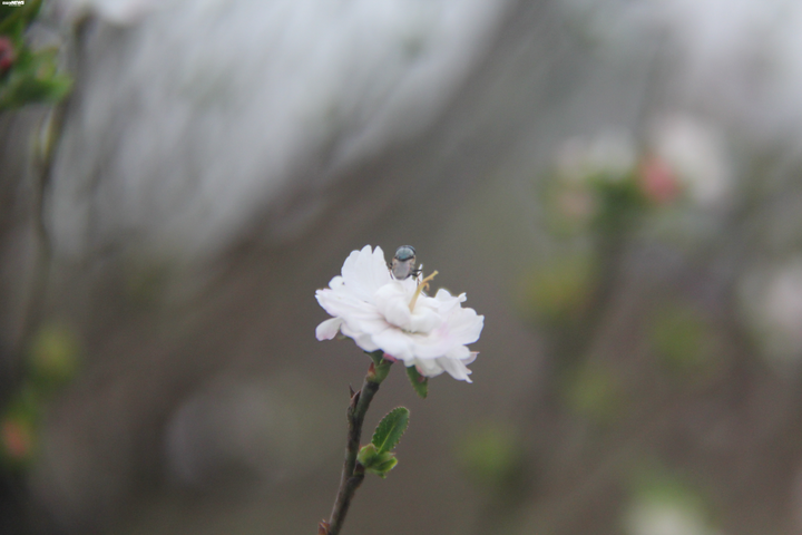 'Đột nhập' vườn nhất chi mai siêu hiếm ở Hà Nội - 8
