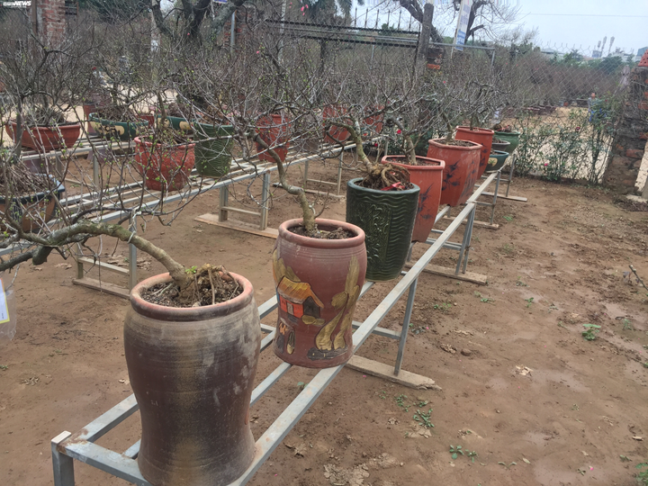 'Đột nhập' vườn nhất chi mai siêu hiếm ở Hà Nội - 2