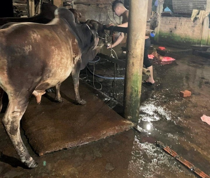 Bắt quả tang hàng loạt lò mổ bơm nước vào bụng bò để tăng trọng - 1