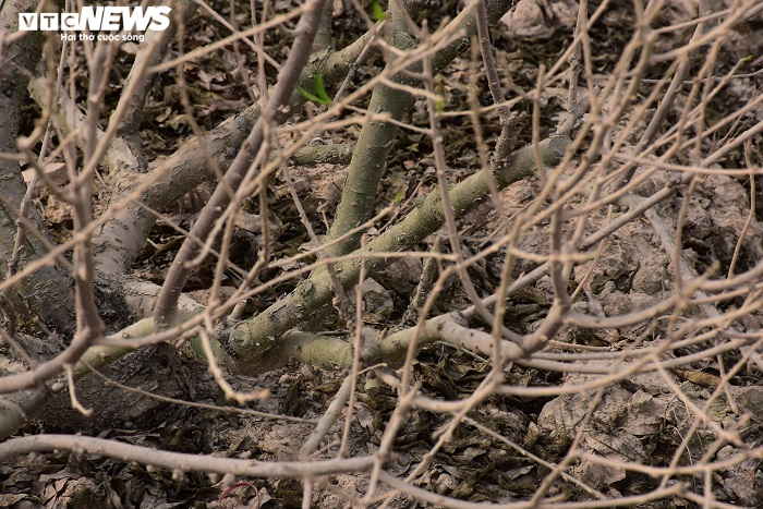 Hơn 1.000 gốc đào bị bụi làm đường phủ trắng: Chủ đơn vị thi công chỉ 'ủng hộ' 20 triệu đồng - 4
