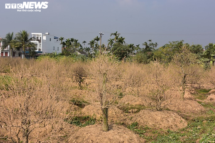 Hơn 1.000 gốc đào bị bụi làm đường phủ trắng: Chủ đơn vị thi công chỉ 'ủng hộ' 20 triệu đồng - 1