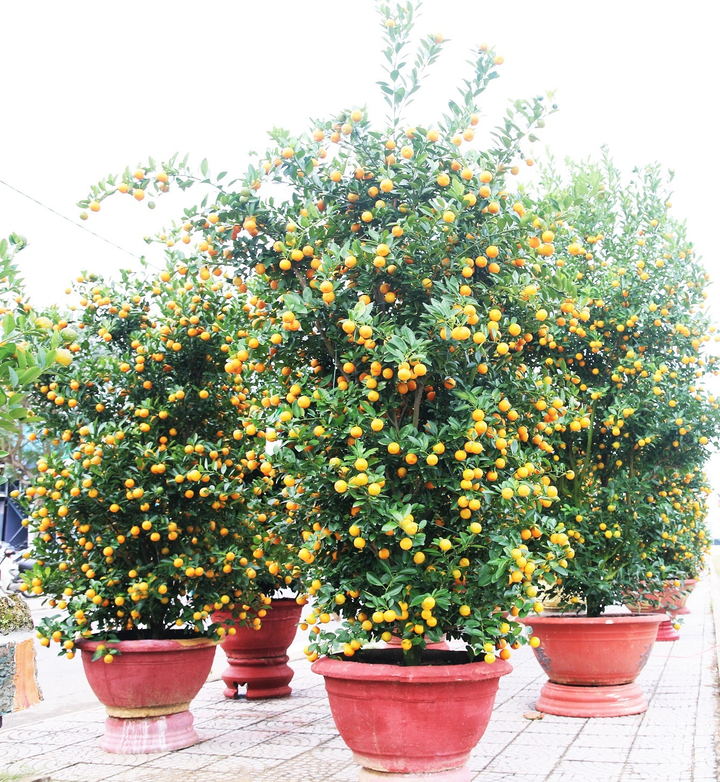 Nông dân 'thủ phủ' quất cảnh miền Trung trổ tài chiết cành, tạo trái - 10