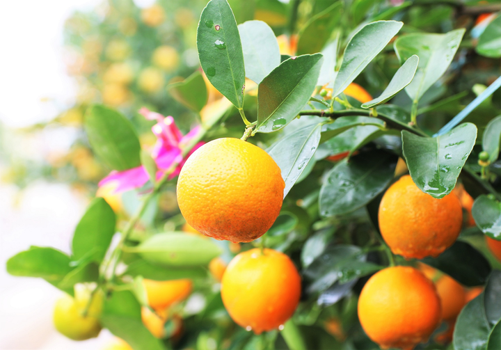 Nông dân 'thủ phủ' quất cảnh miền Trung trổ tài chiết cành, tạo trái - 12