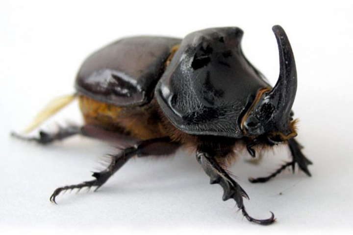 10 loài động vật khỏe nhất thế giới - 2