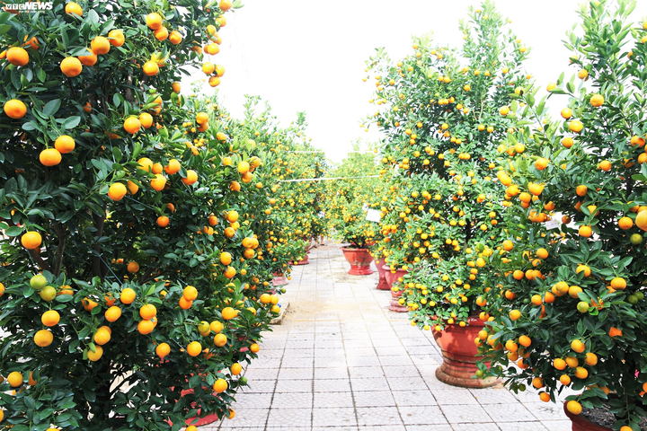 Nông dân 'thủ phủ' quất cảnh miền Trung trổ tài chiết cành, tạo trái - 3