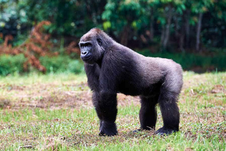 10 loài động vật khỏe nhất thế giới - 4