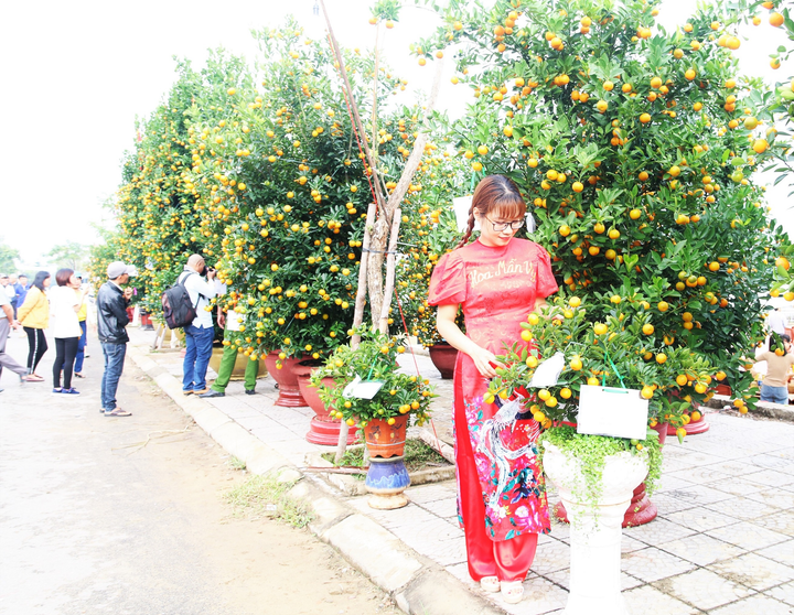 Nông dân 'thủ phủ' quất cảnh miền Trung trổ tài chiết cành, tạo trái - 4