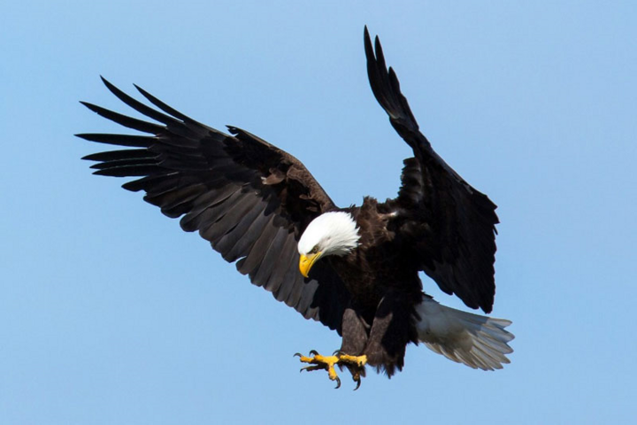 10 loài động vật khỏe nhất thế giới - 5