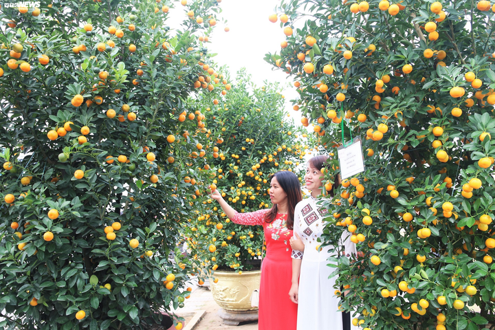 Nông dân 'thủ phủ' quất cảnh miền Trung trổ tài chiết cành, tạo trái - 5