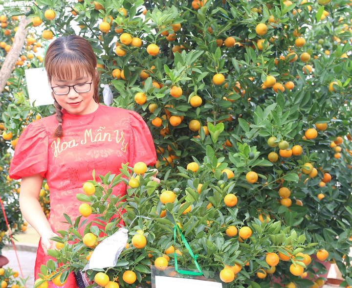 Nông dân 'thủ phủ' quất cảnh miền Trung trổ tài chiết cành, tạo trái - 6