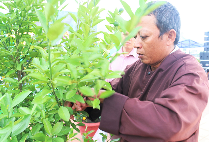 Nông dân 'thủ phủ' quất cảnh miền Trung trổ tài chiết cành, tạo trái - 7