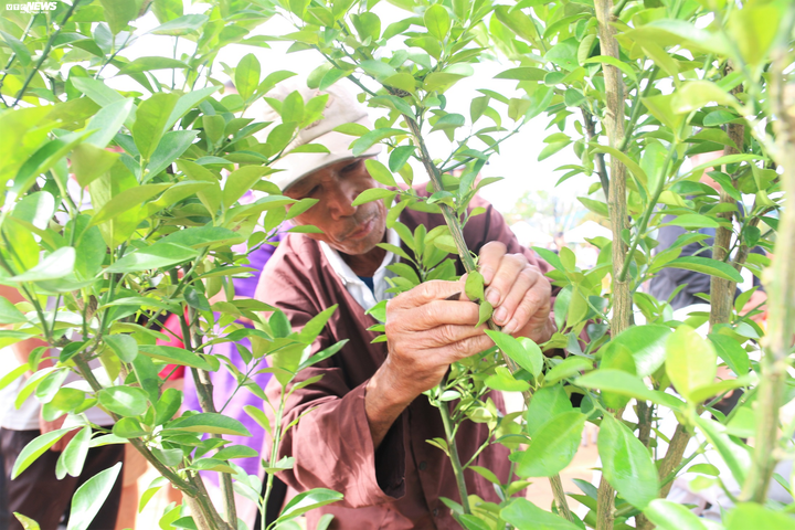 Nông dân 'thủ phủ' quất cảnh miền Trung trổ tài chiết cành, tạo trái - 9