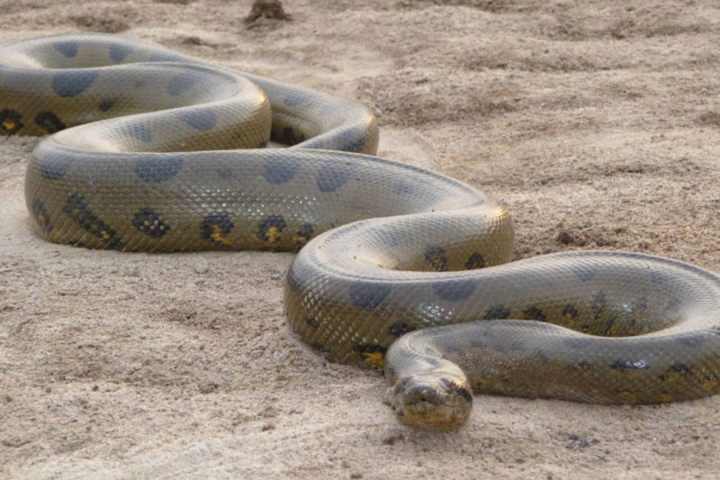 10 loài động vật khỏe nhất thế giới - 9