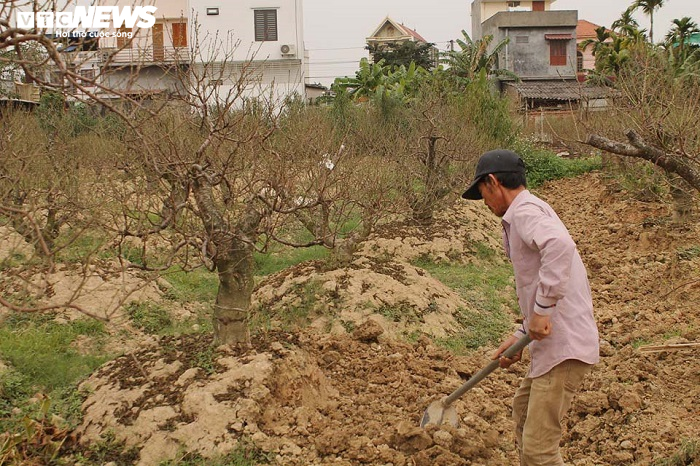 'Thủ phủ' đào Hải Phòng hút hàng trăm lượt khách tới thuê cây chơi Tết mỗi ngày - 20