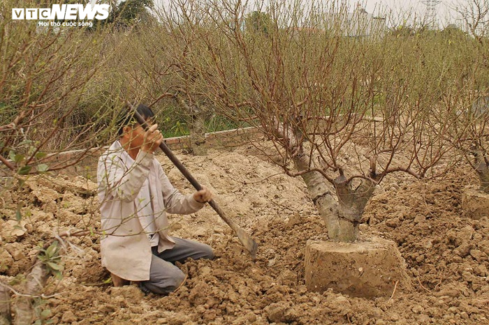 'Thủ phủ' đào Hải Phòng hút hàng trăm lượt khách tới thuê cây chơi Tết mỗi ngày - 18