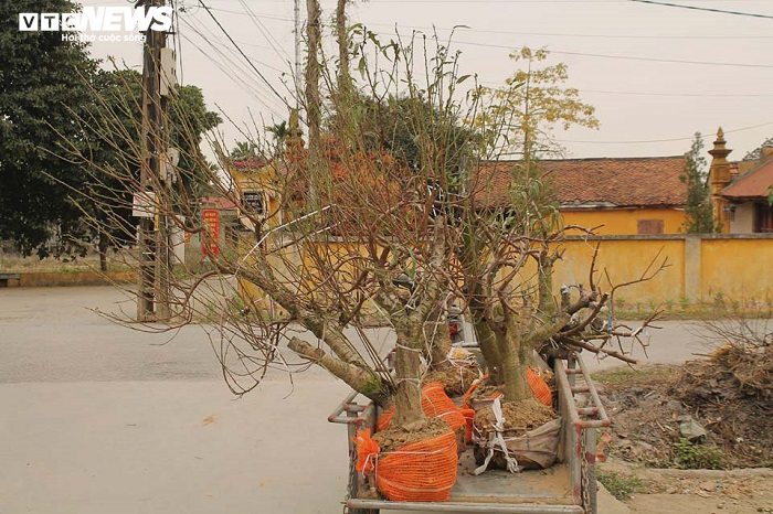 'Thủ phủ' đào Hải Phòng hút hàng trăm lượt khách tới thuê cây chơi Tết mỗi ngày - 23