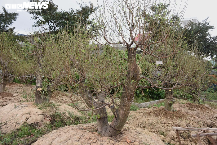 'Thủ phủ' đào Hải Phòng hút hàng trăm lượt khách tới thuê cây chơi Tết mỗi ngày - 4