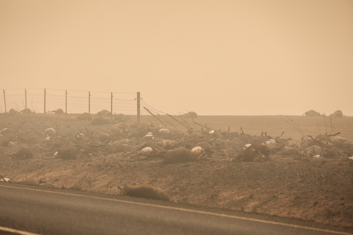 Ảnh: Đau đớn ‘cái chết câm lặng’ của hàng trăm triệu động vật trong cháy rừng Australia - 13