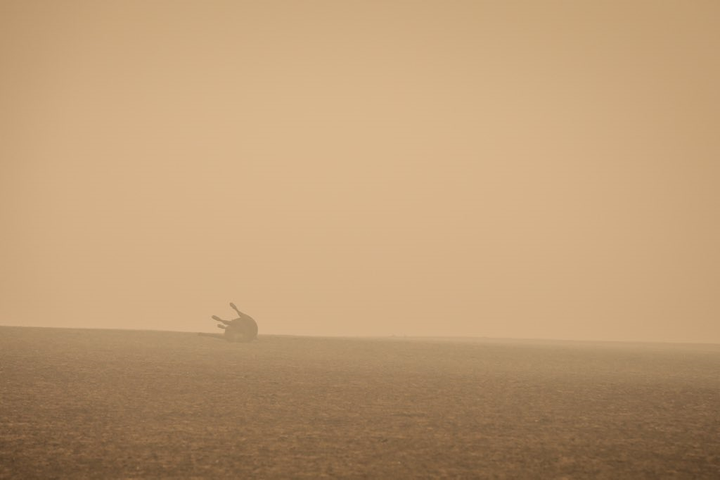 Ảnh: Đau đớn ‘cái chết câm lặng’ của hàng trăm triệu động vật trong cháy rừng Australia - 12