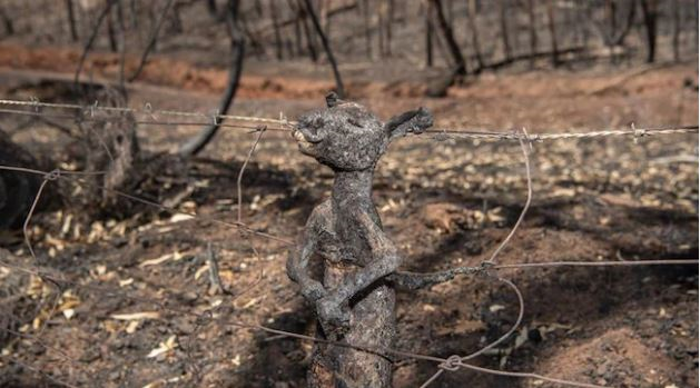 Ảnh: Đau đớn ‘cái chết câm lặng’ của hàng trăm triệu động vật trong cháy rừng Australia - 3