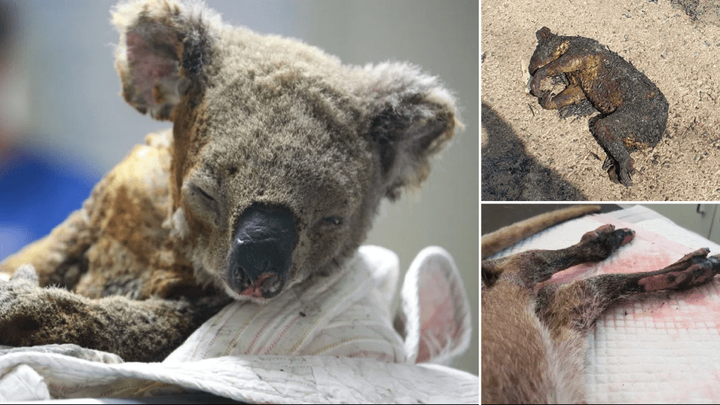 Ảnh: Đau đớn ‘cái chết câm lặng’ của hàng trăm triệu động vật trong cháy rừng Australia - 4