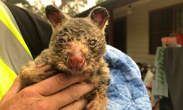 Ảnh: Đau đớn ‘cái chết câm lặng’ của hàng trăm triệu động vật trong cháy rừng Australia - 10