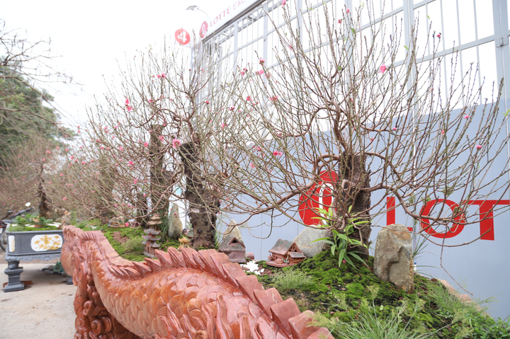 Ảnh: Chậu hoa đào hình rồng giá 1 tỉ đồng siêu độc ở Hà Nội - 8