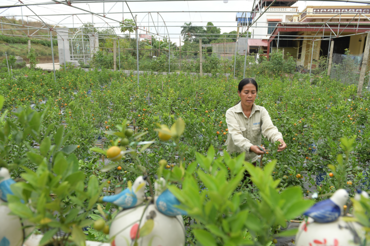 Ảnh: Quất hồ lô mini giá rẻ hút người chơi Tết - 5