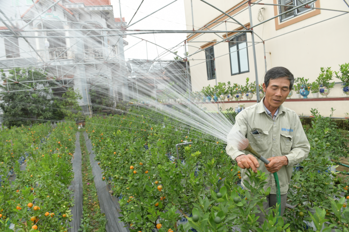 Ảnh: Quất hồ lô mini giá rẻ hút người chơi Tết - 7