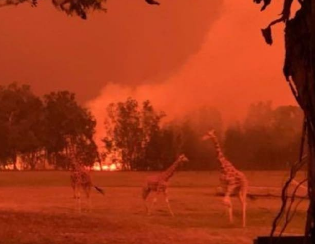 Động vật khóc kêu cứu trong thảm kịch cháy rừng ở Australia - 15