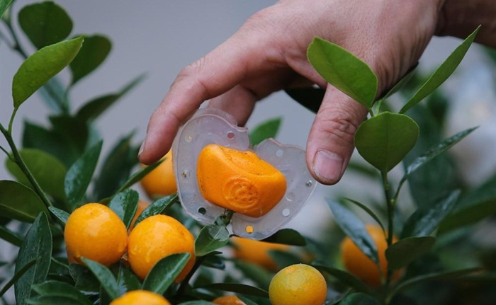 Những loại quất độc lạ 'lên ngôi' dịp Tết Canh Tý 2020 - 2