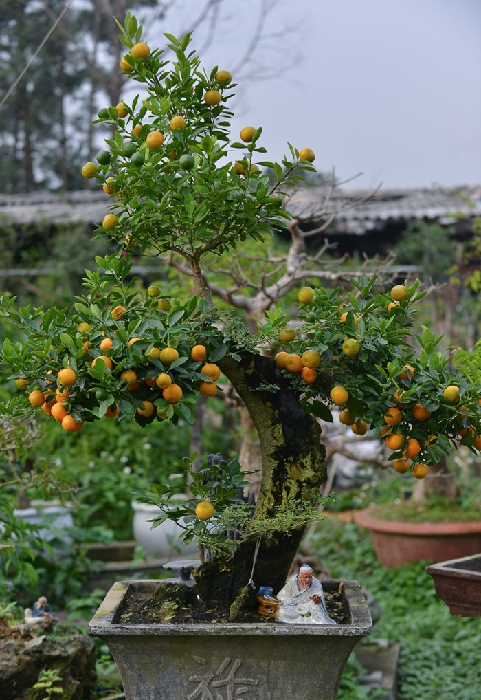 Những loại quất độc lạ 'lên ngôi' dịp Tết Canh Tý 2020 - 3