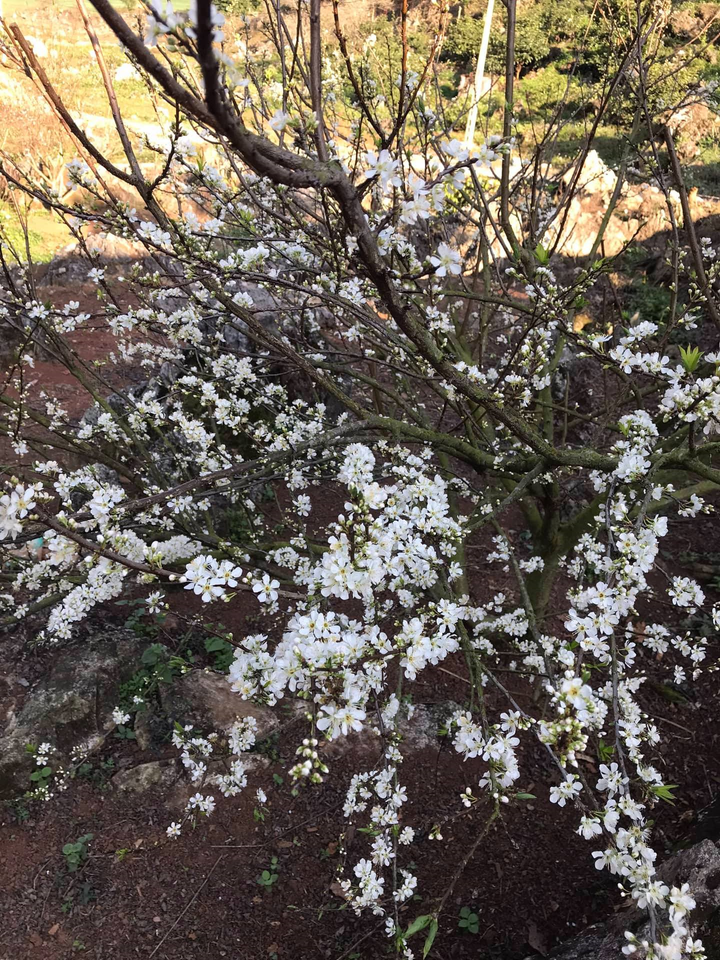 Ngây ngất ngắm hoa mận bung nở trắng xóa núi rừng Tây Bắc - 6