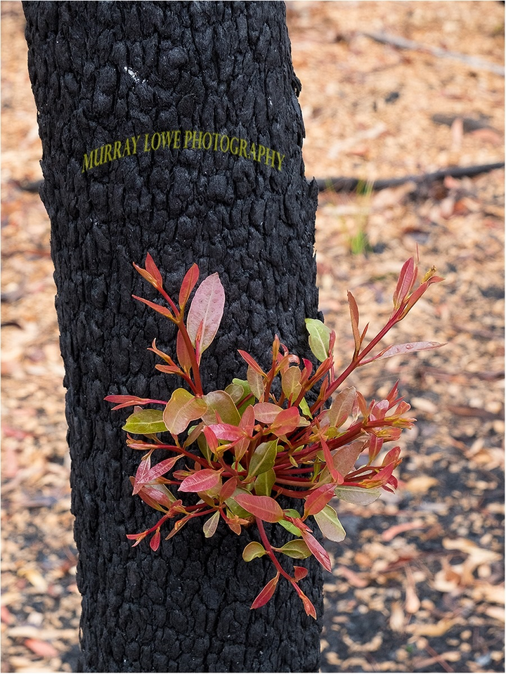 Mầm non hồi sinh trên cánh rừng cháy rụi ở Australia - 7