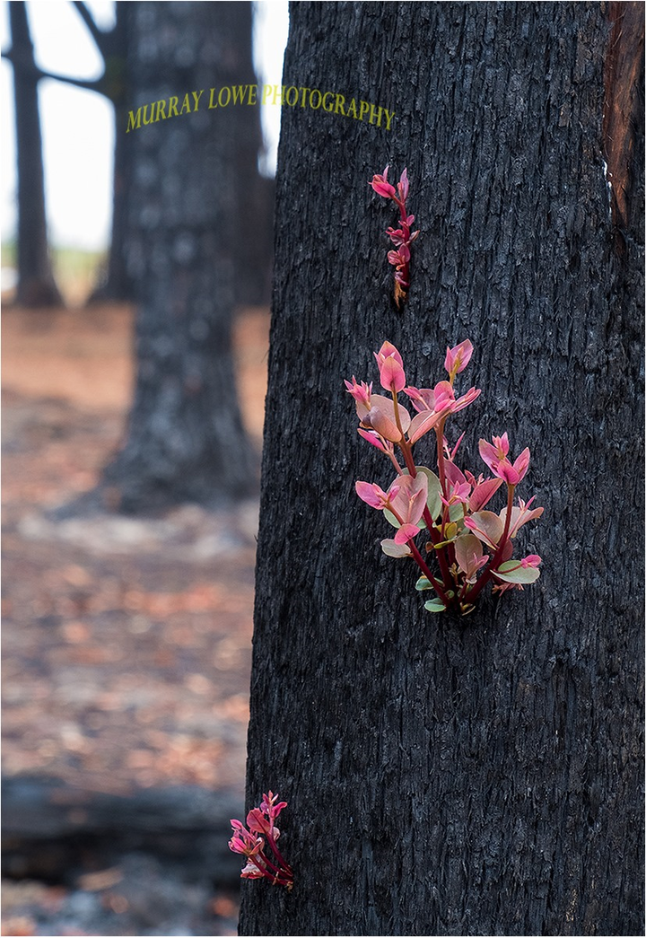 Mầm non hồi sinh trên cánh rừng cháy rụi ở Australia - 2